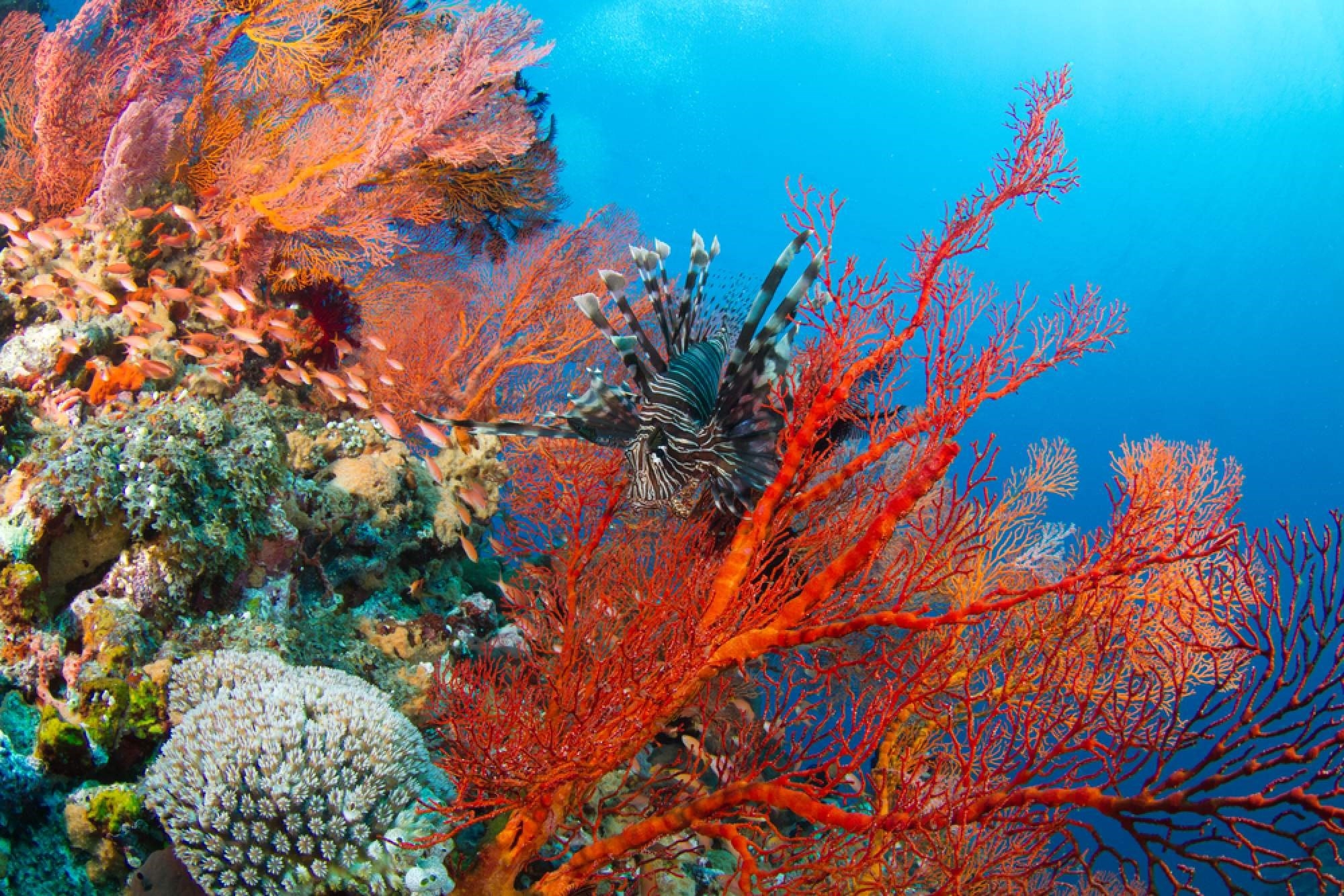 Underwater world